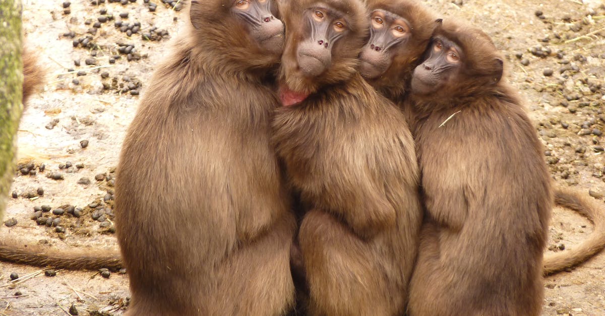 My monkeys are escaping - Five Monkey Huddled Together Outdoor during Daytime