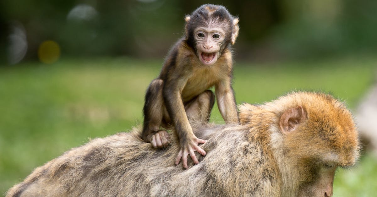 My monkeys are escaping - Two Monkey on Grass