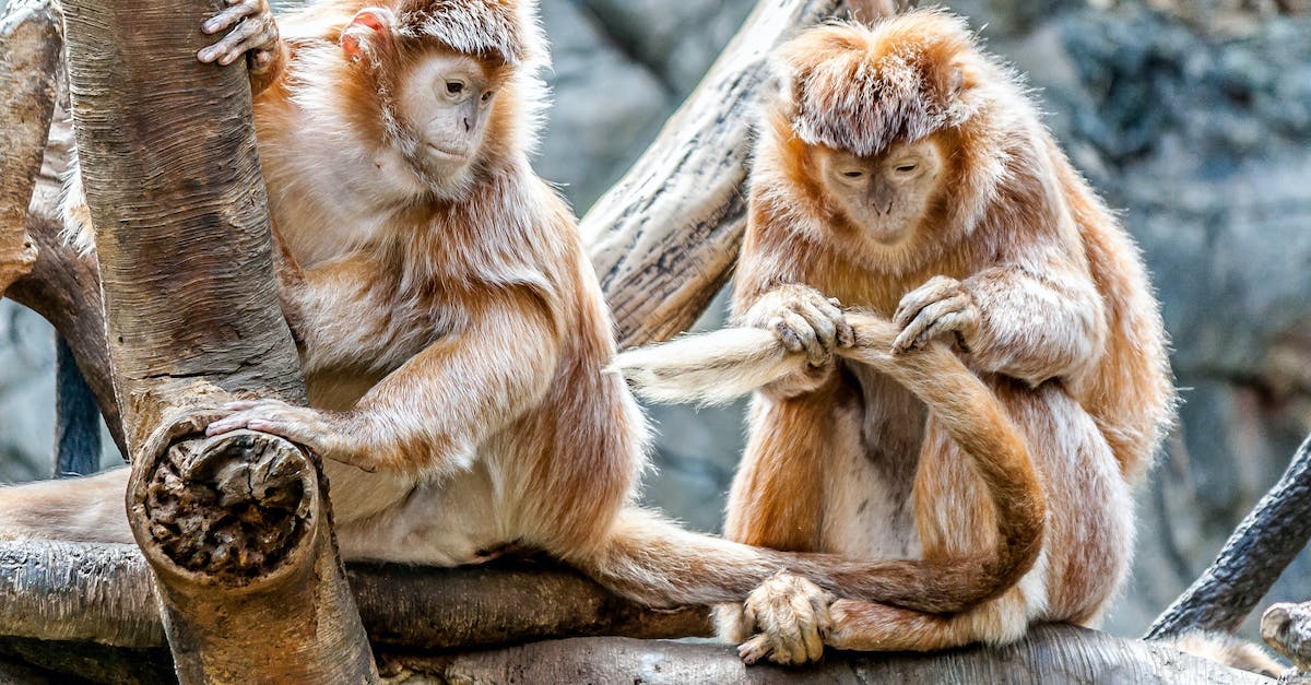 My monkeys are escaping - Close-up of Monkey