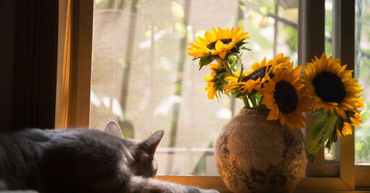 My sim is not sleeping in her room. What should I do? - Gray Cat Near Gray Vase With Sunflower My sim is not sleeping in her room. What should I do? - Gray Cat Near Gray Vase With Sunflower