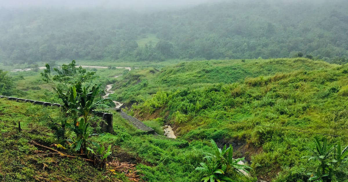 My tree farm is not growing even with bonemeal - Green Grass Field