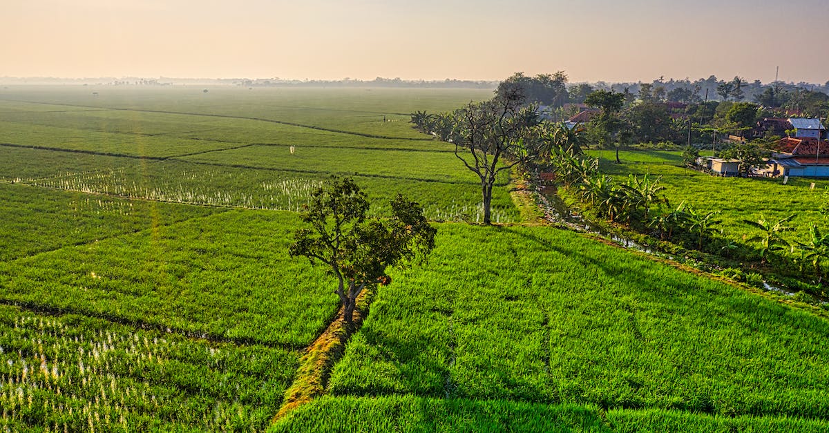 My tree farm is not growing even with bonemeal - High angle of agricultural field with trees under cloudy sky on farm in sunlight at sundown My tree farm is not growing even with bonemeal - High angle of agricultural field with trees under cloudy sky on farm in sunlight at sundown