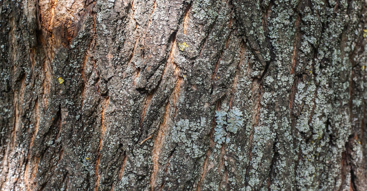 N64 Composite to VGA - Background of old tree with rough bark