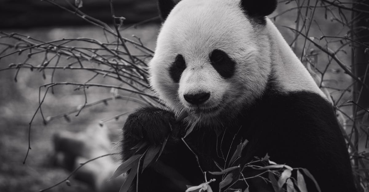 Named giant animal - Panda bear eating bamboo leaves in zoo