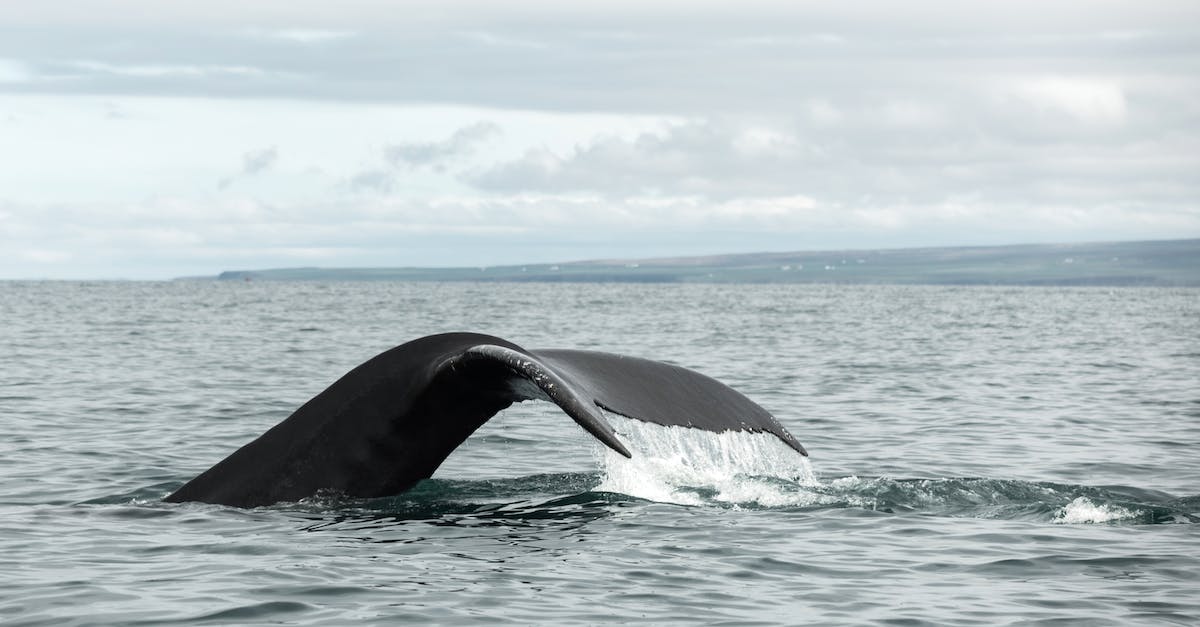 Named giant animal - Humpback whale tail above surface of sea