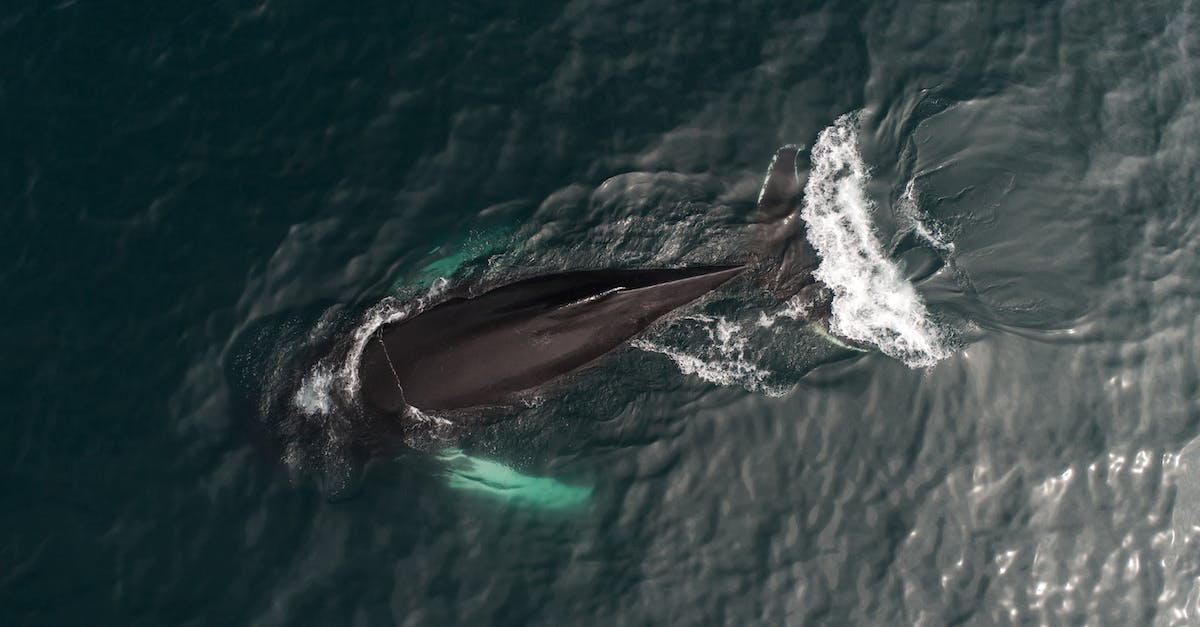 Named giant animal - Beautiful large whale swimming on sea surface