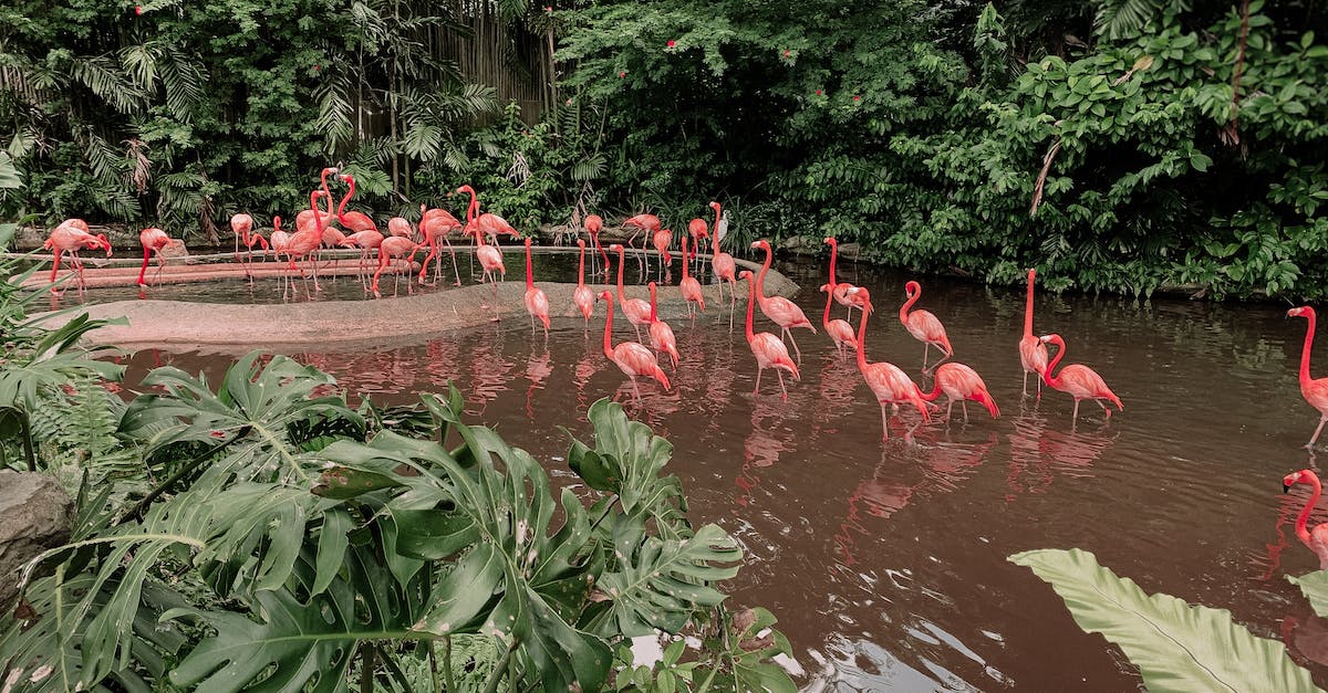 Nature's Prophet Teleportation skill interrupted from a stun from jungle creep - how? - From above of pink flamingos standing in water of pond near green tropical plants and dense greenery Nature's Prophet Teleportation skill interrupted from a stun from jungle creep - how? - From above of pink flamingos standing in water of pond near green tropical plants and dense greenery