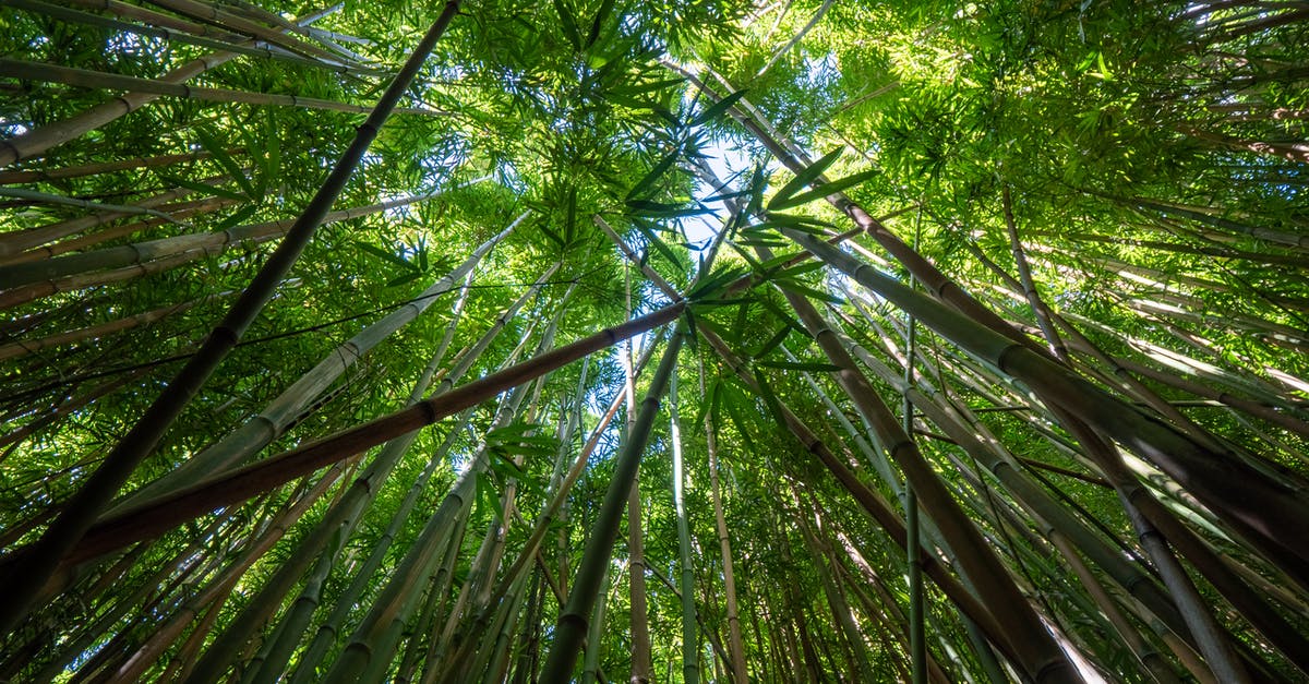 Nature's Prophet Teleportation skill interrupted from a stun from jungle creep - how? - Low angle of fresh bamboo branches and green leaves growing up at sky in bamboo grove Nature's Prophet Teleportation skill interrupted from a stun from jungle creep - how? - Low angle of fresh bamboo branches and green leaves growing up at sky in bamboo grove