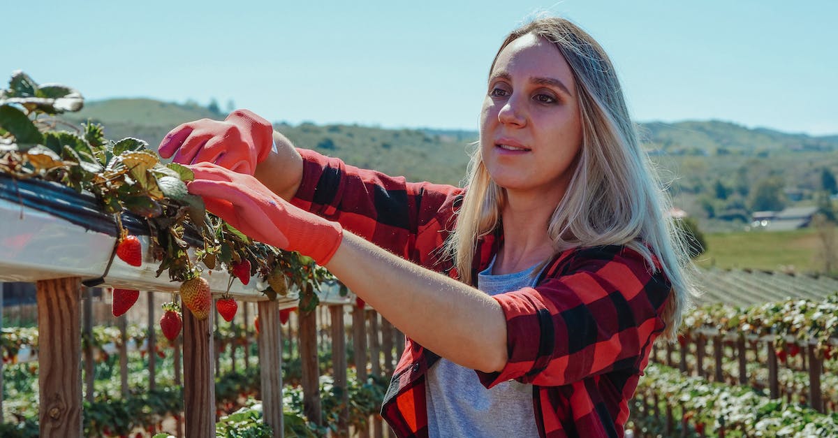 Needs unrotten DRINK_MAT-producing plants - A Woman Wearing Garden Gloves Touching the Leaves of Strawberry Plant Needs unrotten DRINK_MAT-producing plants - A Woman Wearing Garden Gloves Touching the Leaves of Strawberry Plant