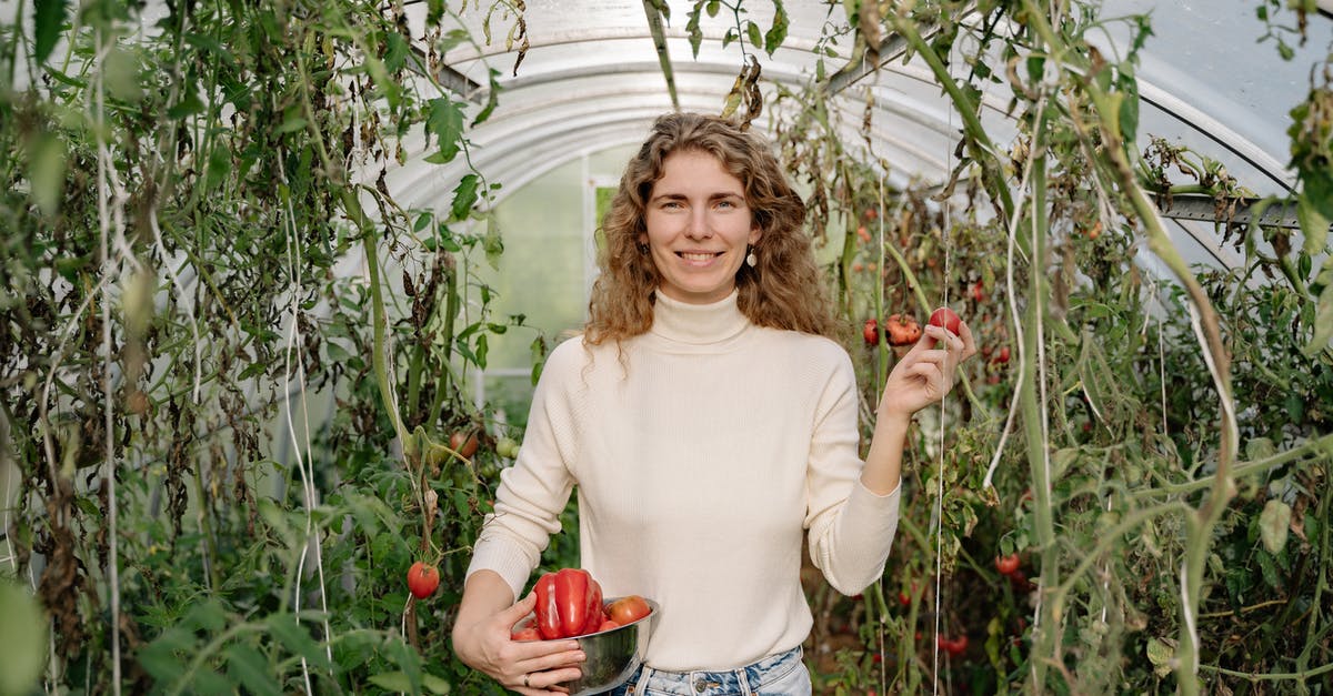 Needs unrotten DRINK_MAT-producing plants - A Woman Harvesting Crops Inside a Greenhouse Needs unrotten DRINK_MAT-producing plants - A Woman Harvesting Crops Inside a Greenhouse