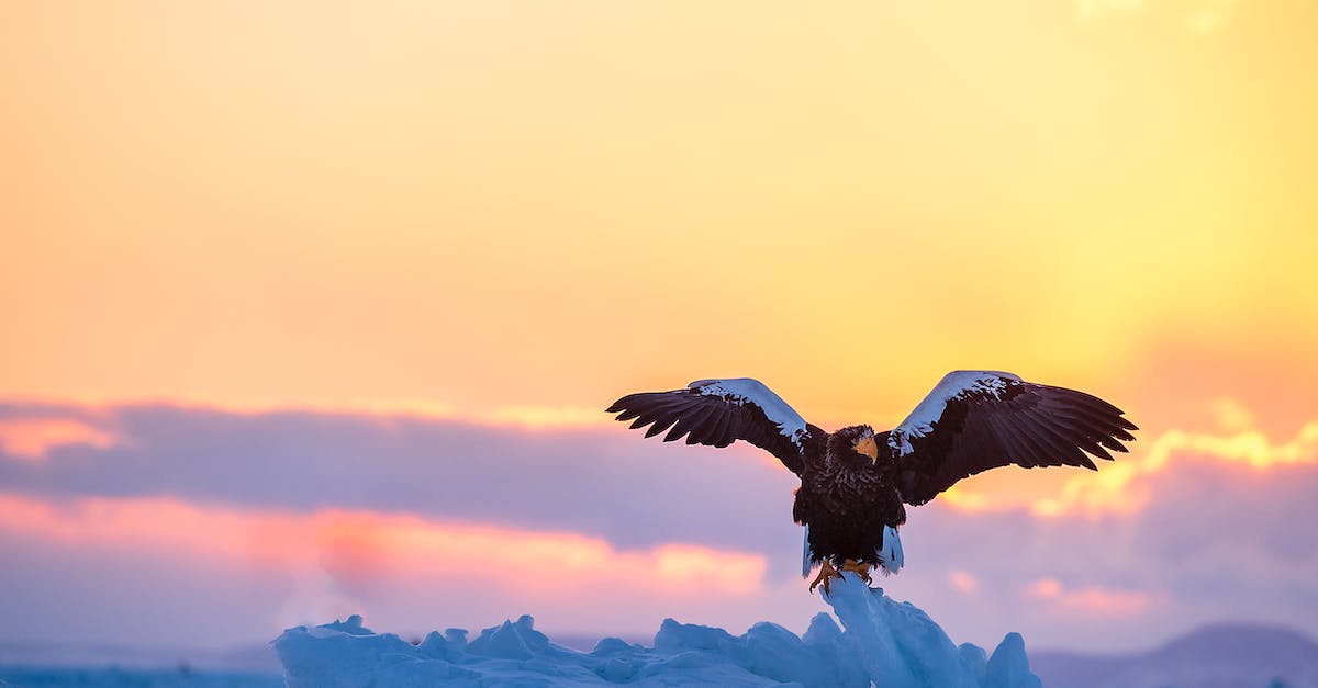No contacts available - no landing request possible - Bird Landing on Ice at Sunset No contacts available - no landing request possible - Bird Landing on Ice at Sunset