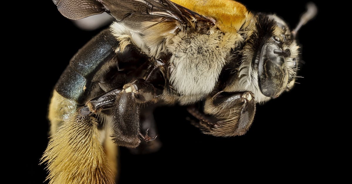 No Reaper on Rannoch bug - Macro Photography of Yellow and Black Honey Bee No Reaper on Rannoch bug - Macro Photography of Yellow and Black Honey Bee