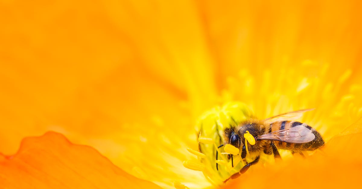 No Reaper on Rannoch bug - Yellow Bumblebee Gathering Pollen Close-up Photography No Reaper on Rannoch bug - Yellow Bumblebee Gathering Pollen Close-up Photography