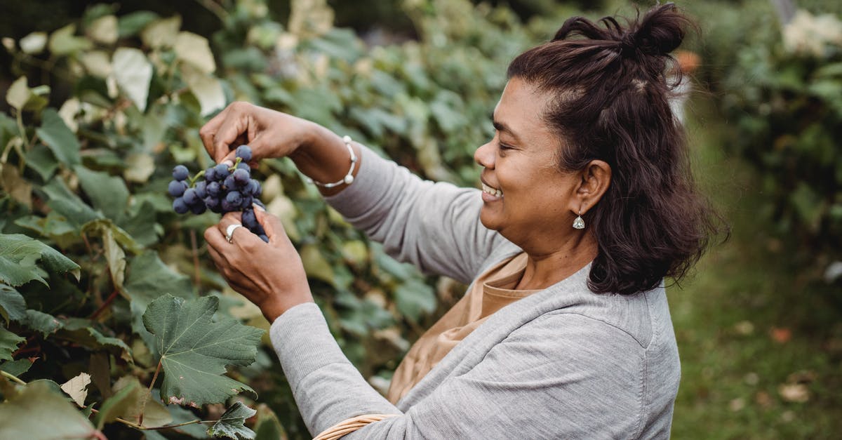 Northern crater, does the character path affect which item they pick up? - Cheerful ethnic harvester collecting grapes from vines Northern crater, does the character path affect which item they pick up? - Cheerful ethnic harvester collecting grapes from vines