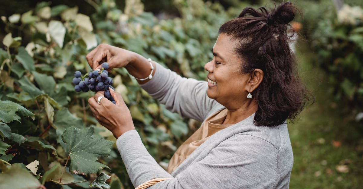 Northern crater, does the character path affect which item they pick up? - Cheerful ethnic harvester collecting grapes from vines