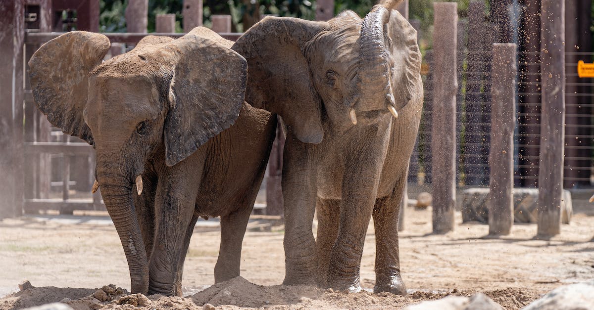 Obtaining a large amount of lava in Minecraft - Free stock photo of a better future for animals, african elephant, animal