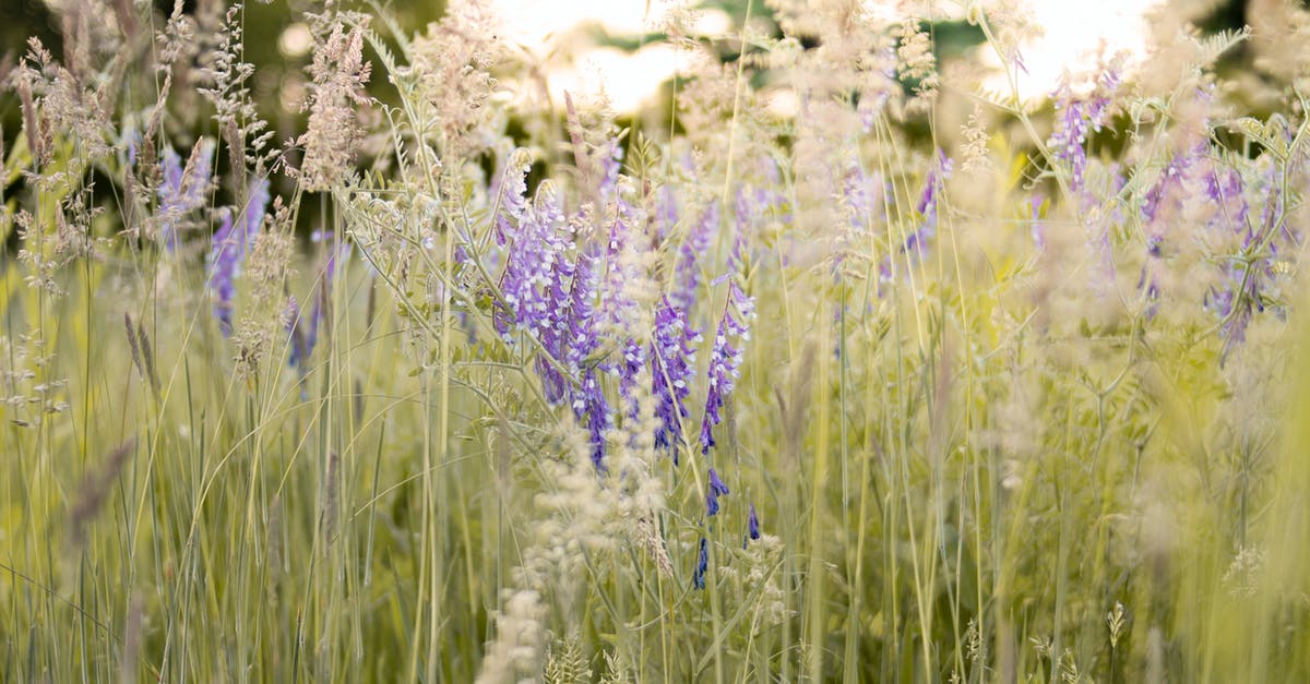 On what game versions the "Missing Purple Nines" bug can be found? - Purple Lavender Flower