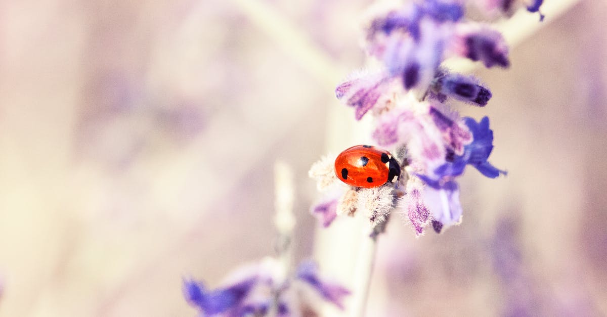 On what game versions the "Missing Purple Nines" bug can be found? - Lady Bug on Purple Flower