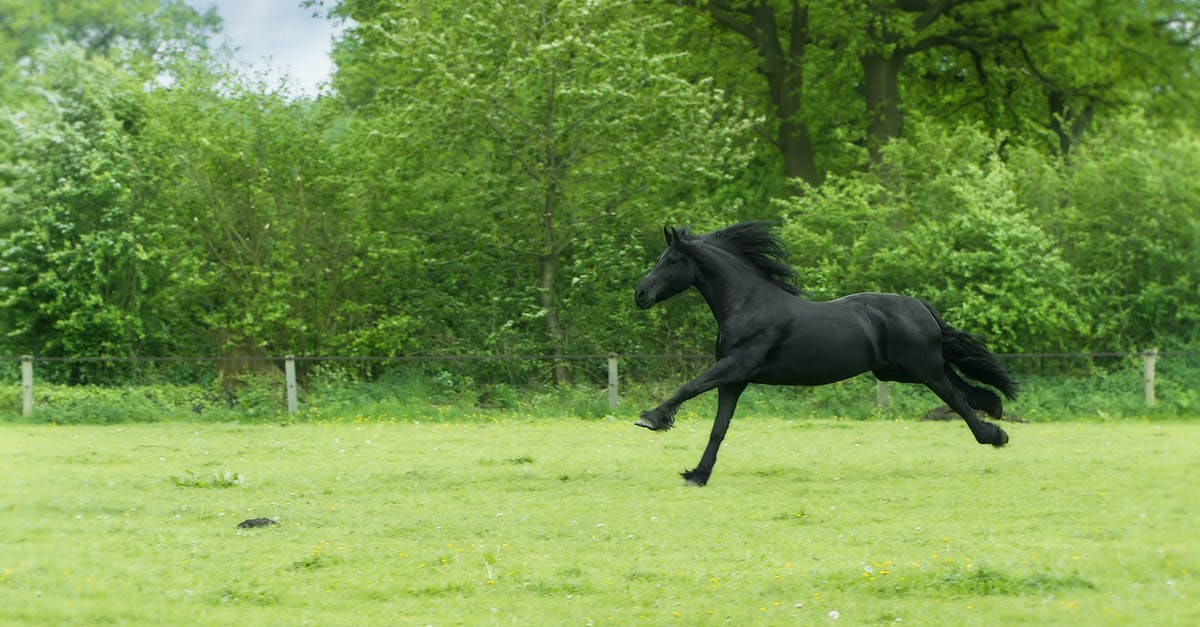On what stages can I farm Lesser (**) Black Orbs? - Black Horse Running on Green Field Surrounded With Trees