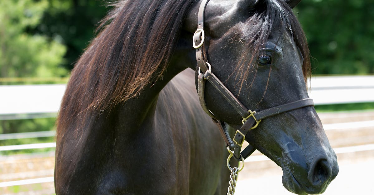 On what stages can I farm Lesser (**) Black Orbs? - Photo of Black Horse