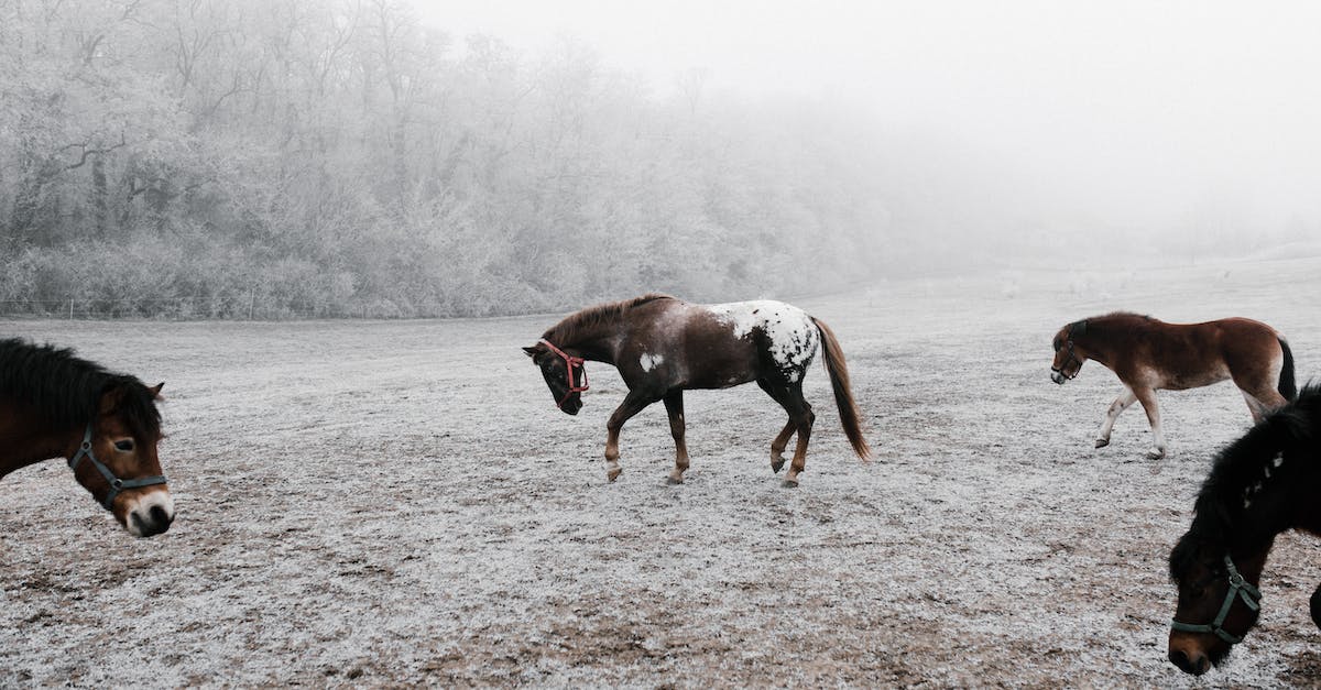 On what stages can I farm Lesser (**) Ice Orbs? - Brown Horse Running on Brown Field