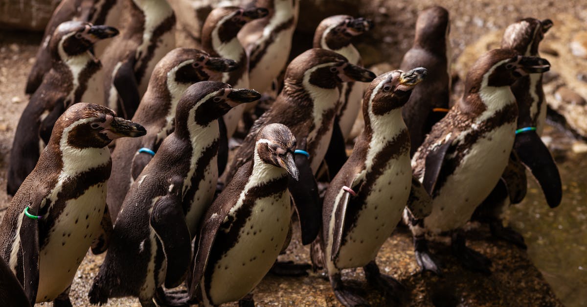 Owning a colony on the same continent as the capital? - Group of Penguins on Brown Sand