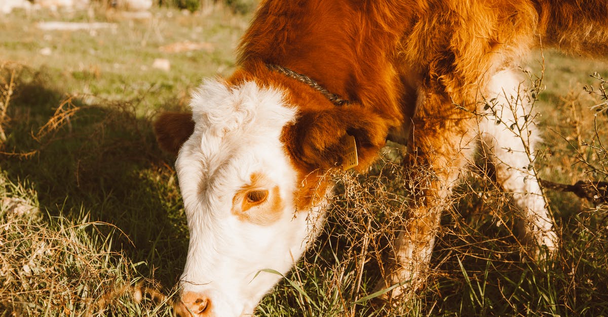 Paragon "farming" 2.4 - Free stock photo of animal, beef cattle, calf Paragon "farming" 2.4 - Free stock photo of animal, beef cattle, calf