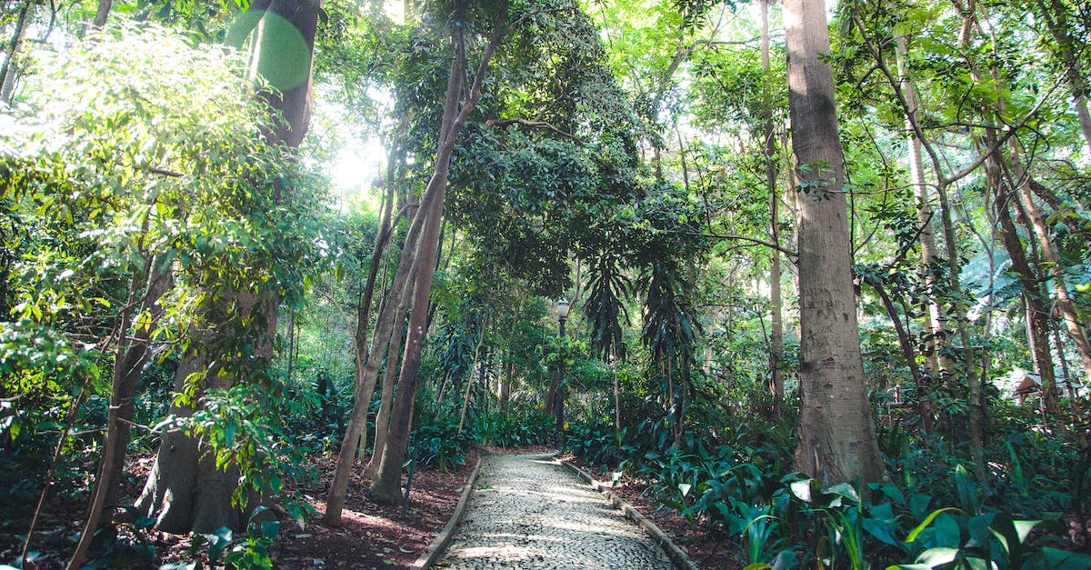 Paving The Way Won't Complete - Pathway Underneath Trees