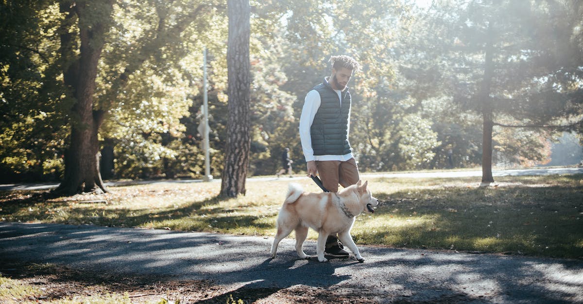 Paving The Way Won't Complete - Side view of African American male owner with Akita Inu strolling on paved walkway with trees in bright sunlight