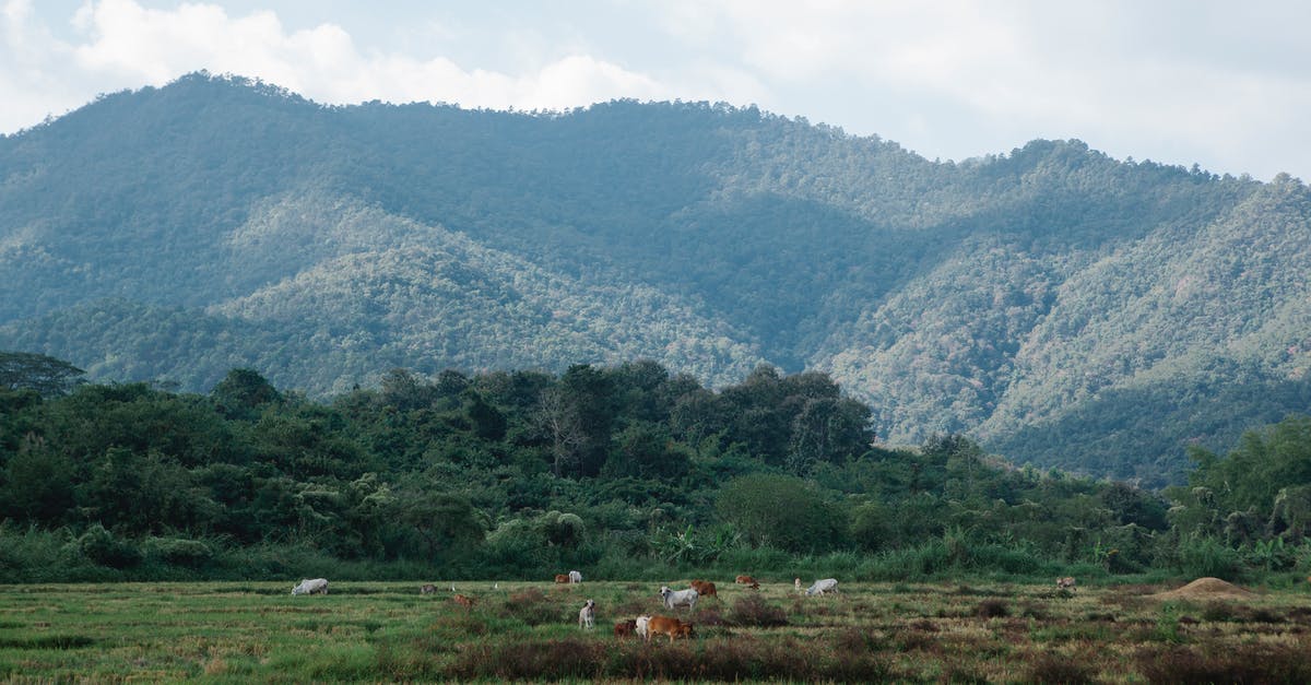 Permanent and unprovoked BOS hostility? - Cows grazing in pasture against high green mount Permanent and unprovoked BOS hostility? - Cows grazing in pasture against high green mount