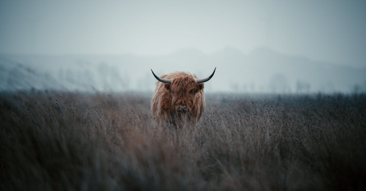 Permanent and unprovoked BOS hostility? - A Highland Cattle on Grass Permanent and unprovoked BOS hostility? - A Highland Cattle on Grass