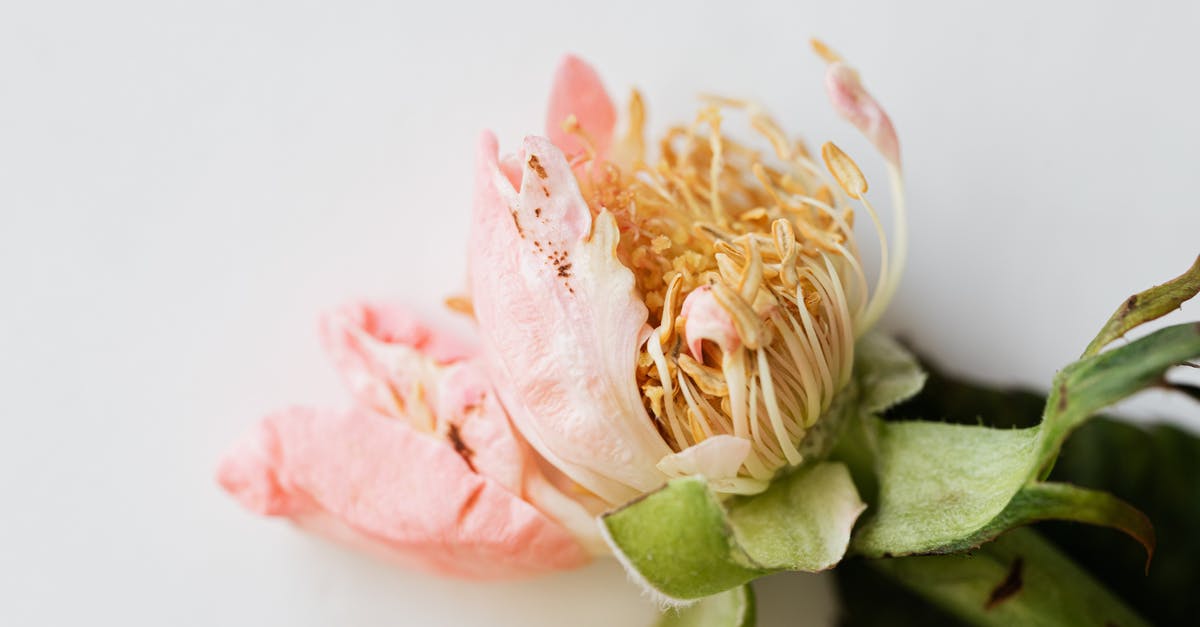 Persona 5 - Plant died - Top view of fading rose with soft petals on smooth white background Persona 5 - Plant died - Top view of fading rose with soft petals on smooth white background