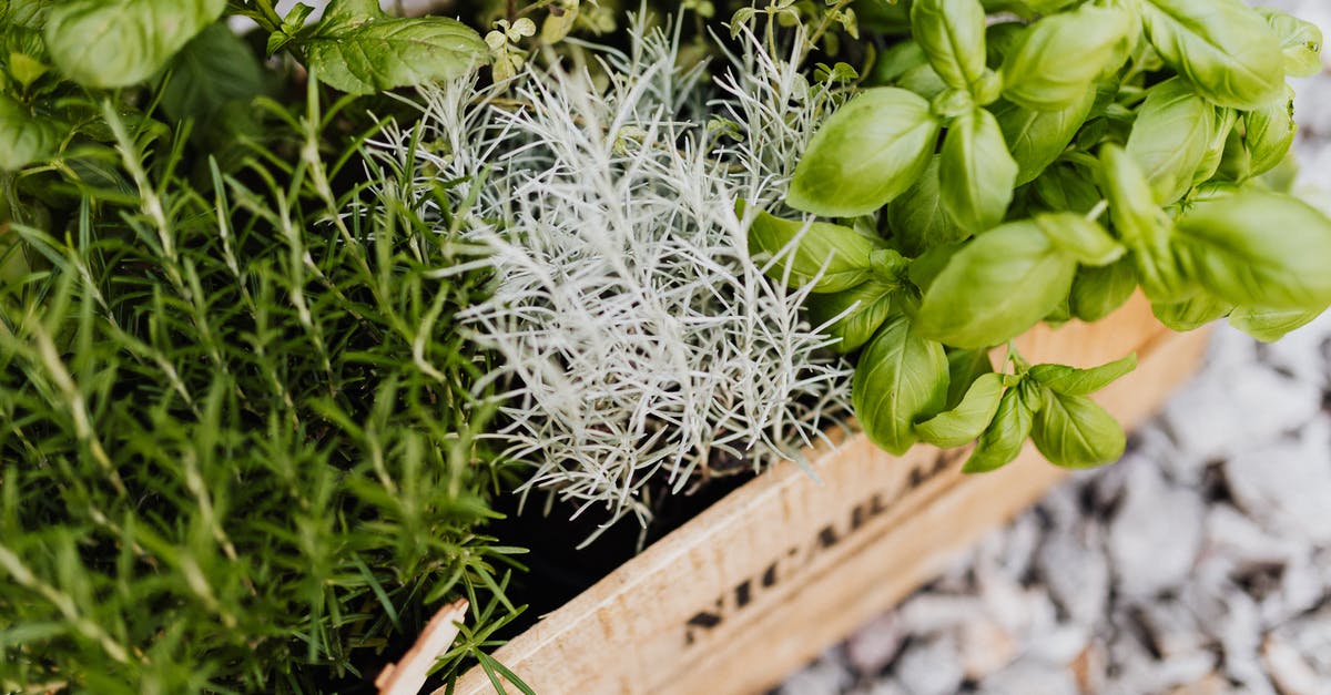 Plants Not Growing Food - Herbs Growing in Crate