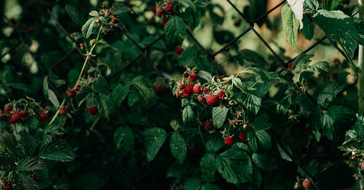 Plants Not Growing Food - Red Berries