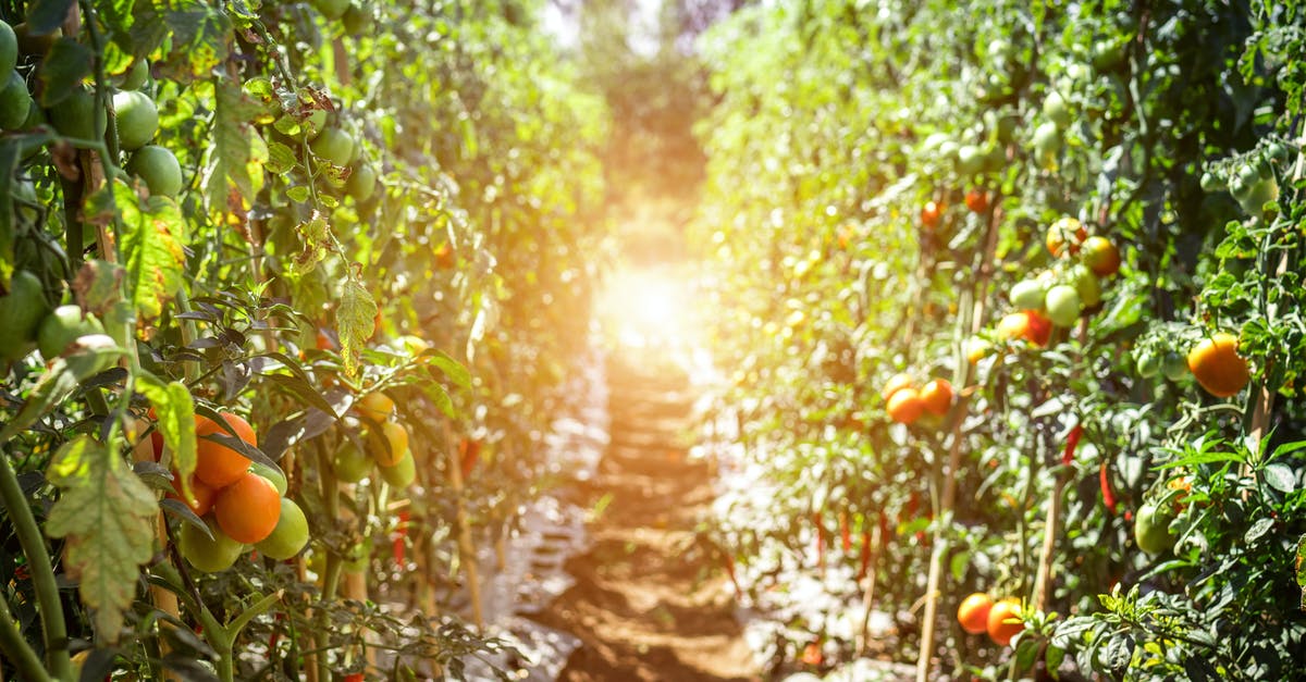 Plants Not Growing Food - Pathway Between Tomato Fruits