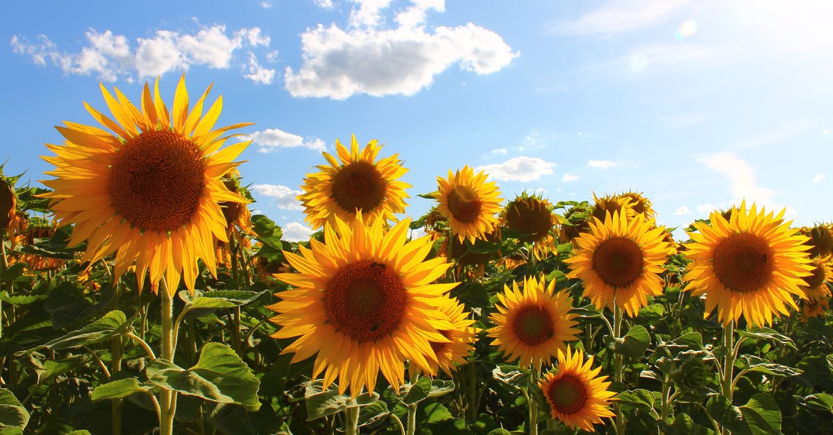 Plants vs. Zombies: Garden Warfare Multiplayer on Xbox One & PS4 - Sunflower Field Under Blue Sky