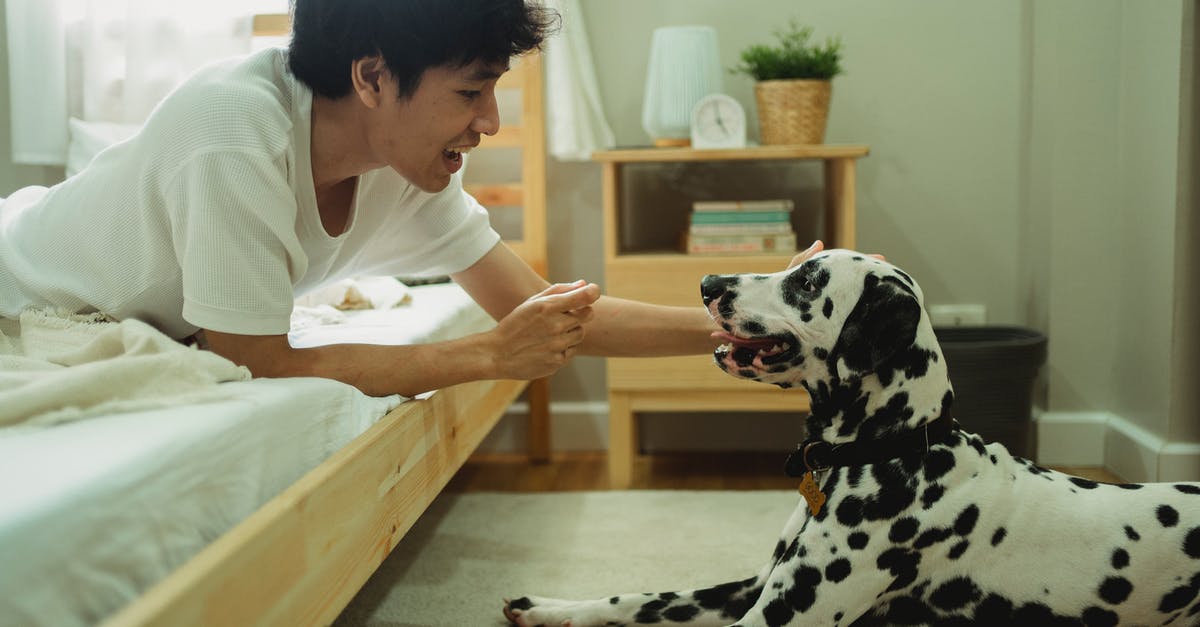 Play 2nd DLC without 1st - Woman in White Shirt and Black and White Dalmatian Dog Play 2nd DLC without 1st - Woman in White Shirt and Black and White Dalmatian Dog