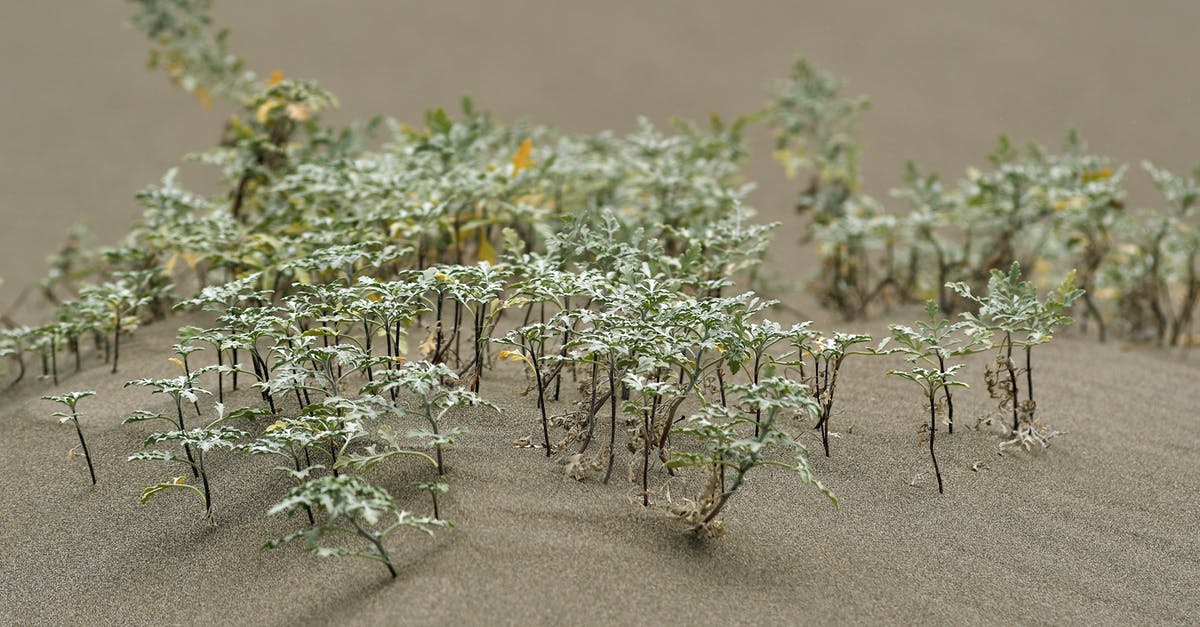 Play as zombies in split-screen Plants vs. Zombies: Garden Warfare 1 - Mini plants growing on smooth soil in sandbox