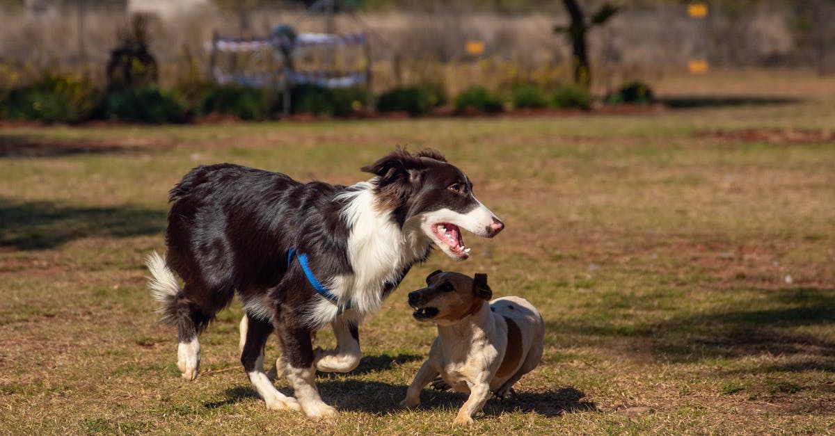 Playing Destiny with a friend in another continent, viable? - A Cute Border Collie and Puppy Running on Green Grass Playing Destiny with a friend in another continent, viable? - A Cute Border Collie and Puppy Running on Green Grass