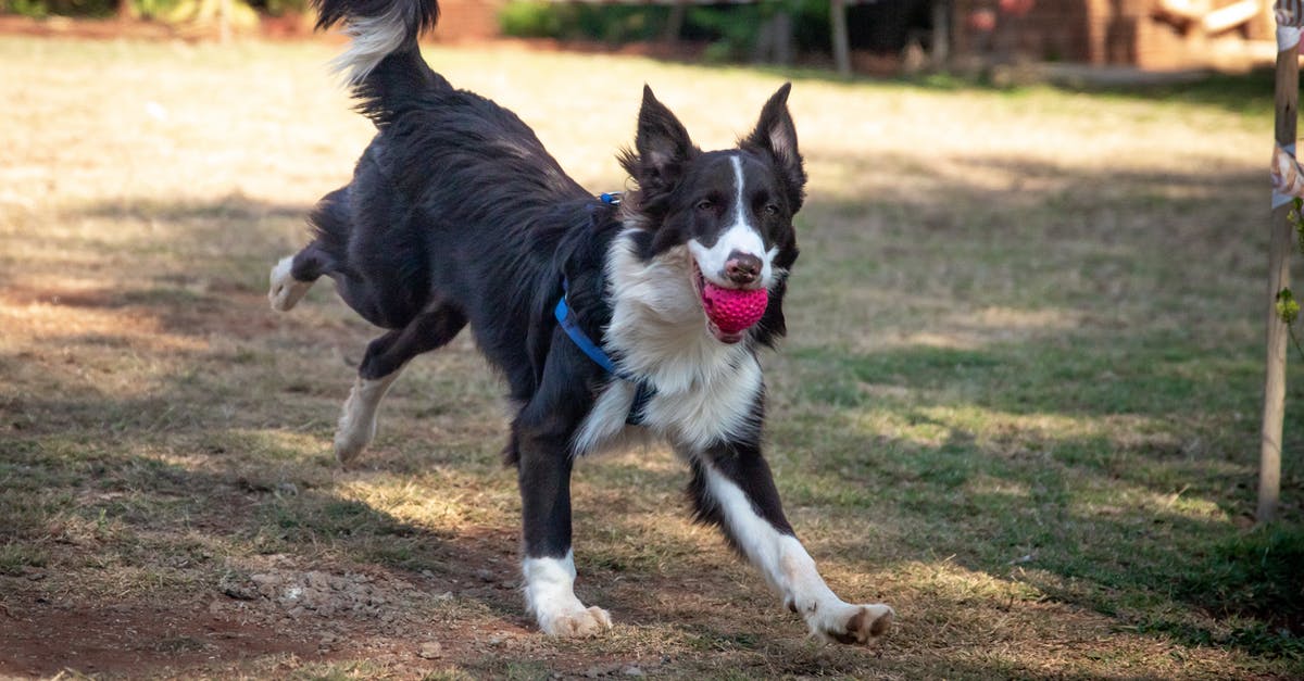 Playing Destiny with a friend in another continent, viable? - Black and White Border Collie Running on Brown Grass Field Playing Destiny with a friend in another continent, viable? - Black and White Border Collie Running on Brown Grass Field