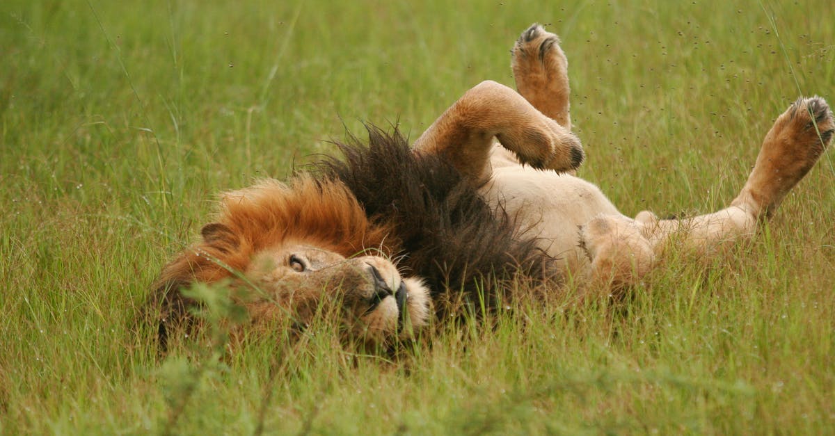 Playing The Witcher 3: Wild Hunt's Gwent only - Brown Lion Lying on Green Grass