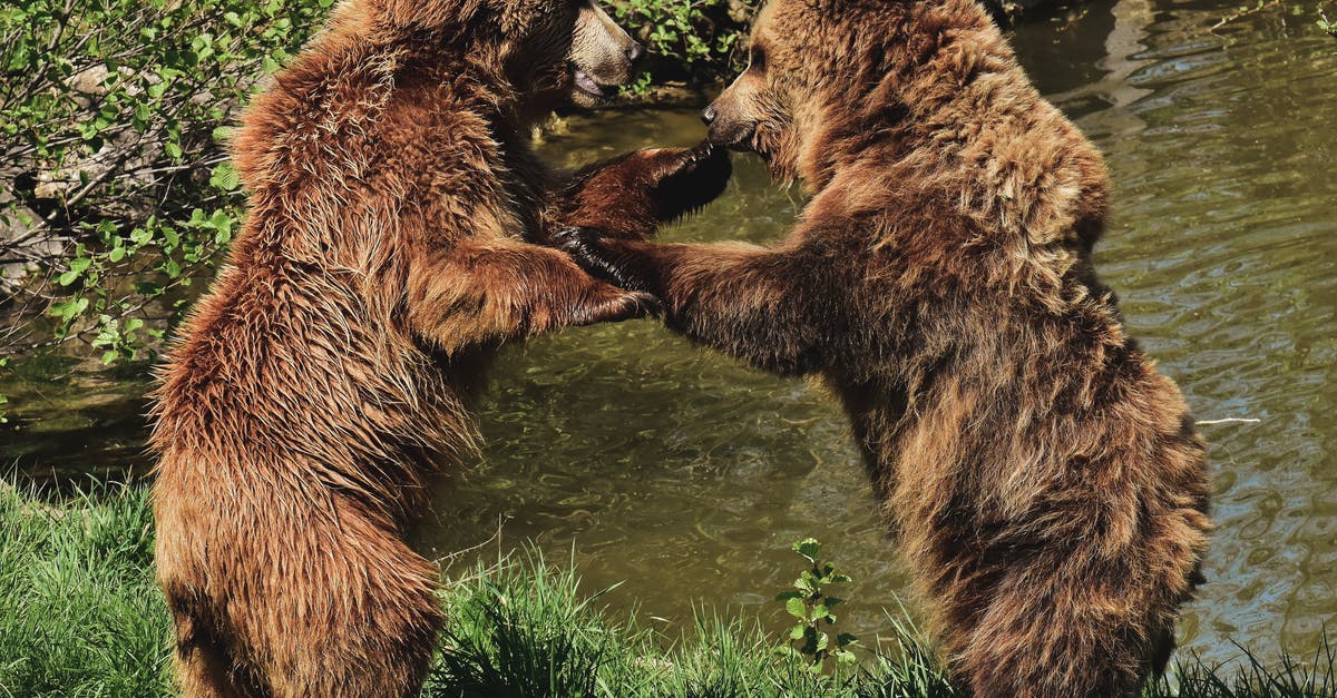 Playing The Witcher 3: Wild Hunt's Gwent only - A Pair of Brown Bears Playing on Green Grass Near the Lake Playing The Witcher 3: Wild Hunt's Gwent only - A Pair of Brown Bears Playing on Green Grass Near the Lake
