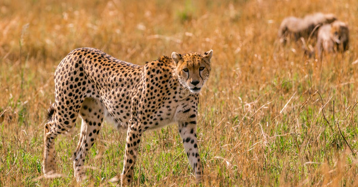Playing The Witcher 3: Wild Hunt's Gwent only - Female gracious cheetah hunting in savanna while little cubs playing around in summer Playing The Witcher 3: Wild Hunt's Gwent only - Female gracious cheetah hunting in savanna while little cubs playing around in summer