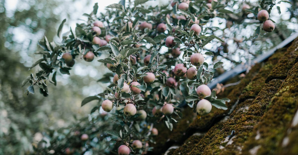 Please tell me how to make more than one building in farm and grow? - Branches of apples with green leaves in garden Please tell me how to make more than one building in farm and grow? - Branches of apples with green leaves in garden