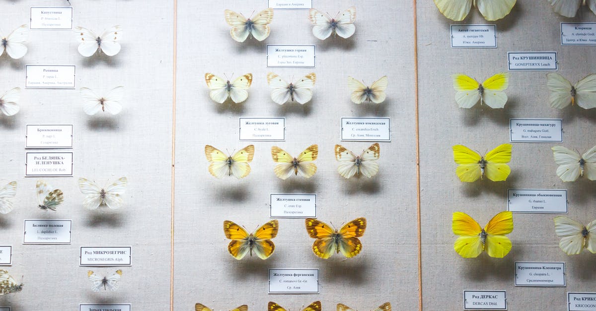 PokeStop descriptions not escaping HTML/XML tags? - Board with White and Yellow Butterflies Catalog