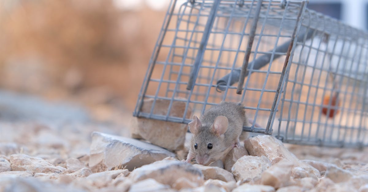 PokeStop descriptions not escaping HTML/XML tags? - Close-Up Shot of a Small Mouse Escaping From a Trap PokeStop descriptions not escaping HTML/XML tags? - Close-Up Shot of a Small Mouse Escaping From a Trap