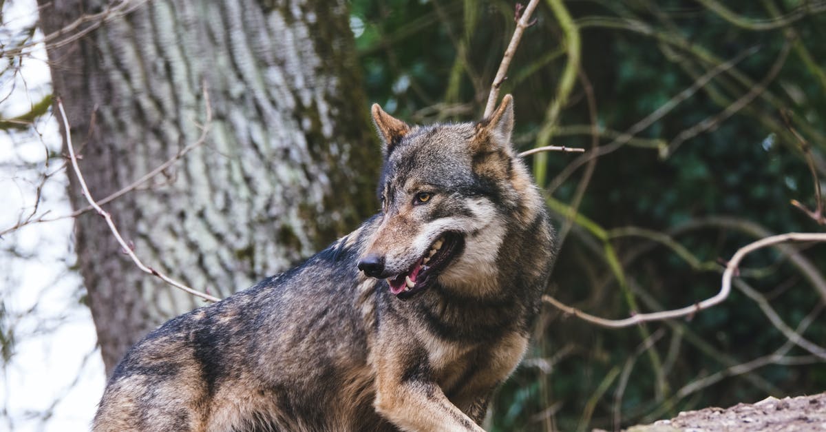 Potential Max CP of Wild Pokémon - Brown and Black Wolf on Brown Tree Branch Potential Max CP of Wild Pokémon - Brown and Black Wolf on Brown Tree Branch