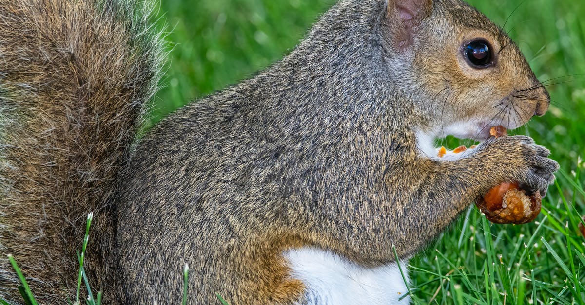 Potential Max CP of Wild Pokémon - A Squirrel Eating a Nut Potential Max CP of Wild Pokémon - A Squirrel Eating a Nut