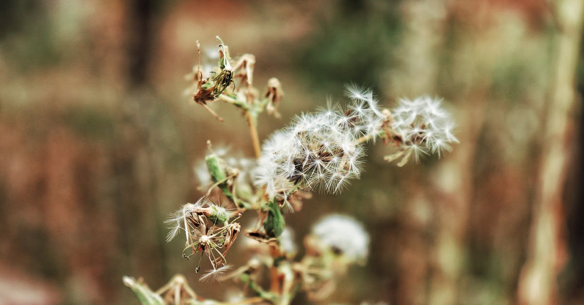 Potential Max CP of Wild Pokémon - White Flowers in Tilt Shift Lens Potential Max CP of Wild Pokémon - White Flowers in Tilt Shift Lens