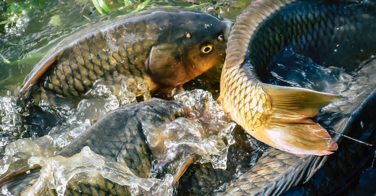 Power golden rails from minecart(placing rails in large scale) - Shiny fish swimming in water with splash Power golden rails from minecart(placing rails in large scale) - Shiny fish swimming in water with splash